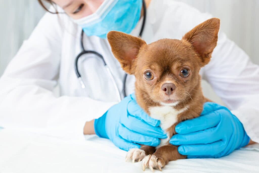 Veterinarian with dog